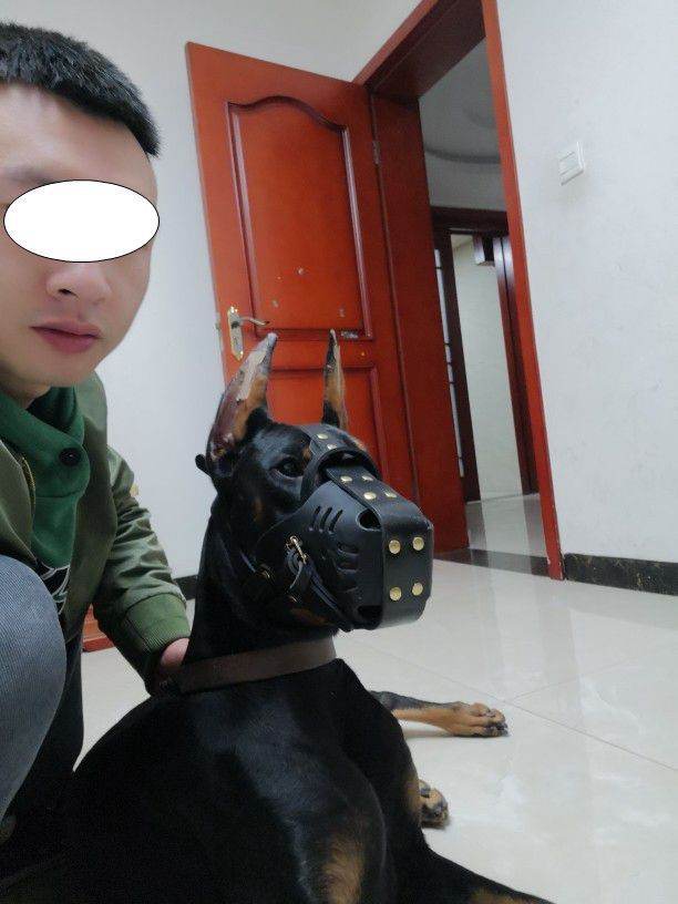 Cowhide Dog Muzzle Medium And Large Dog Horse Dog - ProTrendyz